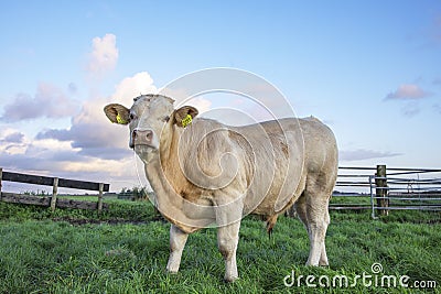 Beef bull, white, blonde d`aquitaine, stands on a meadow, next to a gate total shot Stock Photo