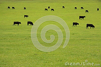 Beef Cattle in Pasture Stock Photo