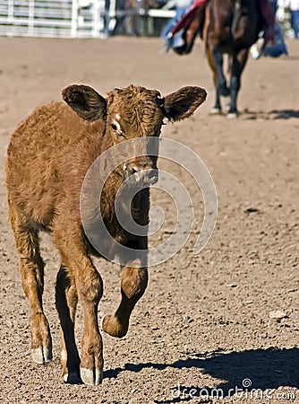 Beef Cattle Roundup Stock Photo