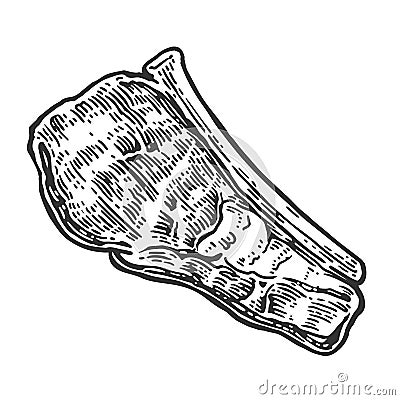 Beef grilled steak with bone top view. Vintage black vector engraving illustration. Vector Illustration