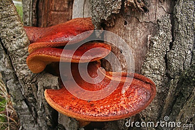 Beefsteak fungus Stock Photo