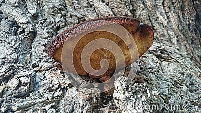 Beefsteak fungus Stock Photo