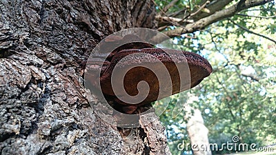 Beefsteak fungus Stock Photo