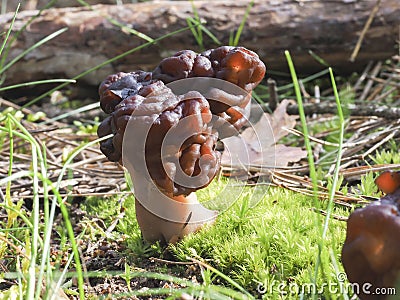 The Beefsteak Morel Gyromitra esculenta is a deadly poisonous mushroom Stock Photo