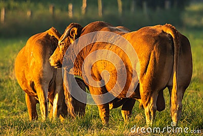 Beefy breeding bull in the pasture Stock Photo