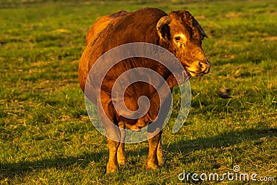 Beefy breeding bull in the pasture Stock Photo