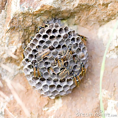 Beehive Stock Photo