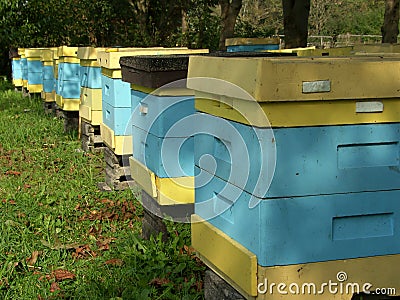 Beehive Stock Photo