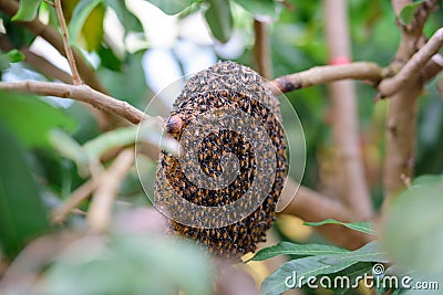 Beehive Stock Photo