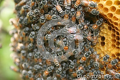 Beehive with bees Stock Photo