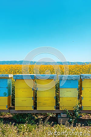 Beehive boxes in blooming rapeseed field, honey bees performing pollination on canola plantation Stock Photo