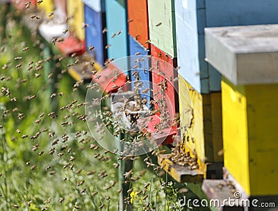 Beehive boxses Stock Photo