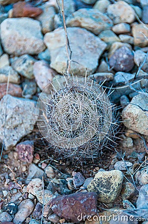 Beehive cactus (Echinomastus sp.) in the desert near Santa Elena Canyon Stock Photo