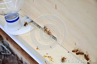 Beehive with entrance feeder Stock Photo