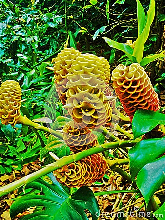 Beehive ginger yellow Stock Photo