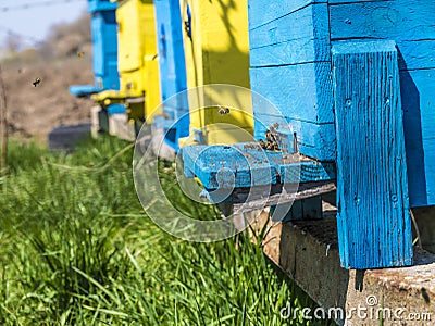 Beehive, painted in yellow and blue, and flying bees, gathering honey. Stock Photo