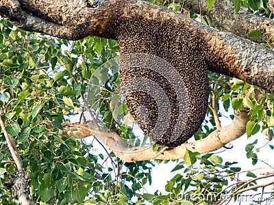 Beehive on peepal tree, Bee hive in its natural form. Stock Photo
