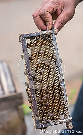 Beehive rack with honeycombs and bees held in hand, India. Stock Photo