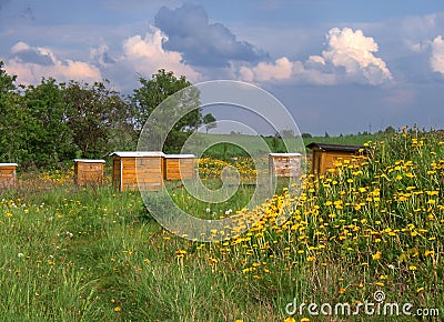 Beehives Stock Photo