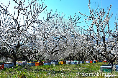 Beehives in almond trees Stock Photo