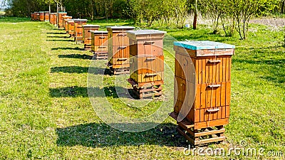 Beehives in apiary near forest Stock Photo