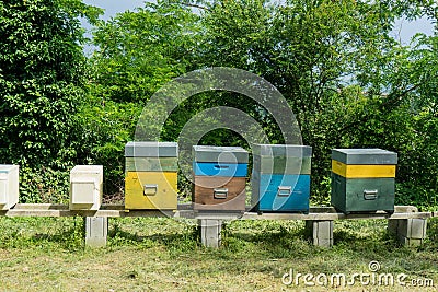 Beehives with bees Stock Photo