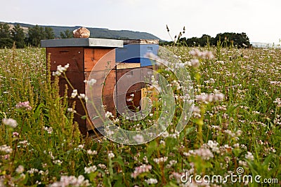 Beehives in a flower field Stock Photo