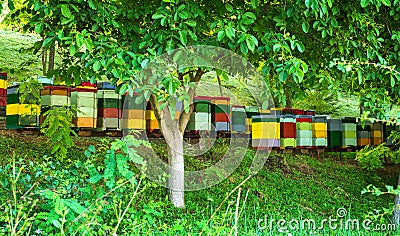 Beehives in the forest Stock Photo