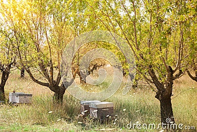 Beehives in the fruits tree garden in Provence, France Stock Photo