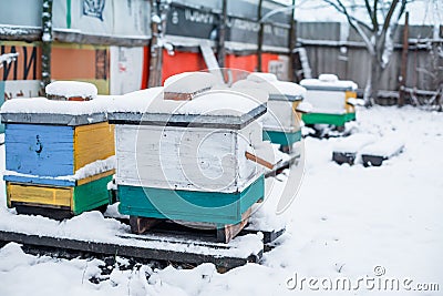 beehives in the garden in winter snow floor. Wintering honeybees in fresh air outside winter. Hives on apiary in Stock Photo