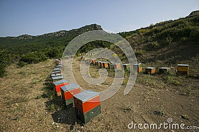Beehives for honey in the mountains Stock Photo