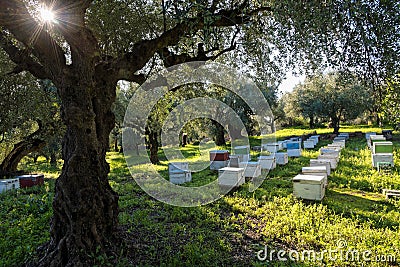 Beehives and olive trees Stock Photo