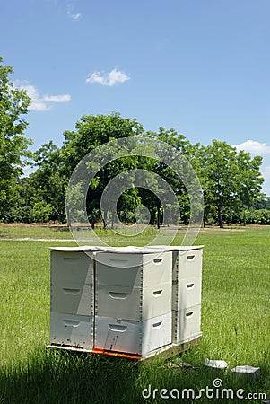 Beehives by an Orchard Stock Photo