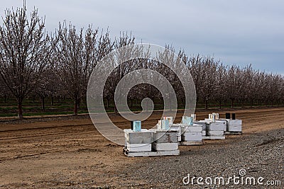 Beehives in orchard ready for pollination Stock Photo