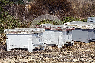 Beehives Relocating Bees. White Beehives, bees al work Stock Photo