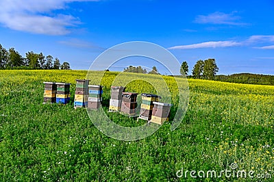 Beehives standing in a field with yellow flowers Stock Photo