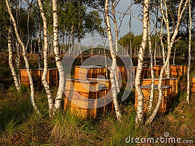 Beehives standing between the pines on the heathland. Early morning light. Stock Photo