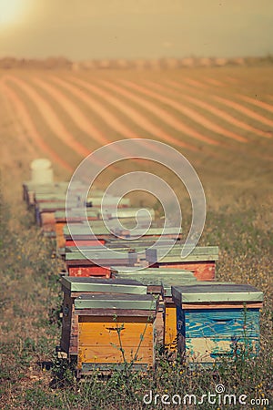 Beehives on the sunflower field in Provence, France Stock Photo