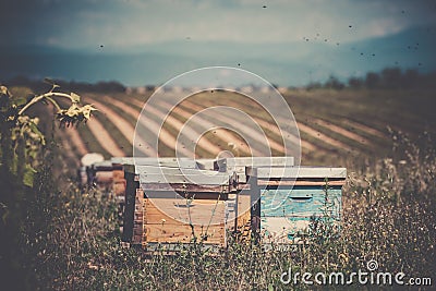 Beehives on the sunflower field in Provence, France Stock Photo