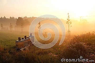 Beehives in sunshine Stock Photo