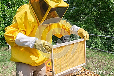 A beekeeper adds a wax foundation with wires inserted into a frame to the bee hive Stock Photo