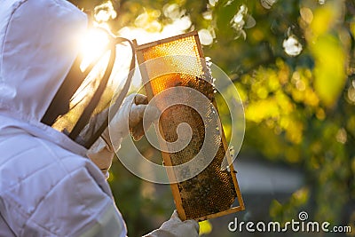 Beekeeper on an apiary, beekeeper is working with bees and beehives on the apiary, beekeeping or apiculture concept Stock Photo