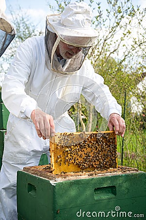 Beekeeper caring for bee colony Stock Photo