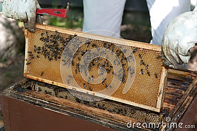 A beekeeper checkes his hives Stock Photo