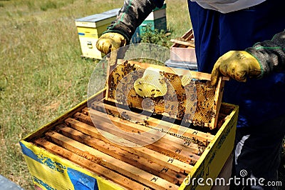 Beekeeper checking the honey produced by bees in the woods Editorial Stock Photo