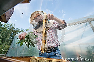 Beekeeper cleans the honeycomb from the bees with a bunch of mint Stock Photo