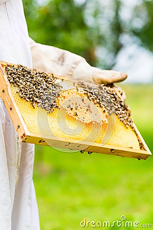 Beekeeper controlling beeyard and bees Stock Photo