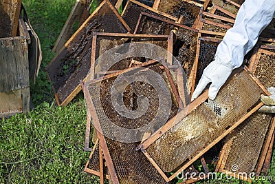 Beekeeper hands sorting honey frames Stock Photo