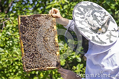 Beekeeper holding frame Background texture pattern section wax Bees work honeycomb from bee hive filled golden honey Concept Stock Photo