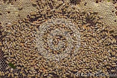 Beekeeper holding frame Background texture pattern section wax Bees work honeycomb from bee hive filled golden honey Concept Stock Photo